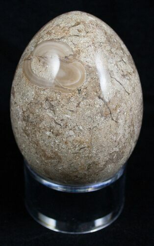 Decorative Fossil Coral Egg #2122